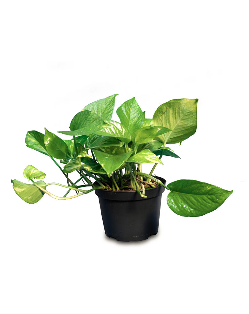 Pothos Brasil - Foliage Paradise